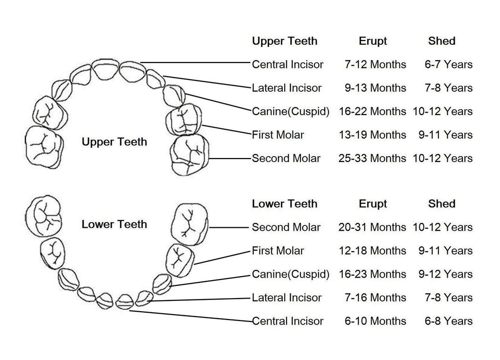Playbox Wooden Tooth Saver Box For Lost Teeth Collection - Tortoyse